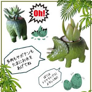 多肉植物 鉢植え 多肉 トリケラトプス ティラ...の詳細画像4