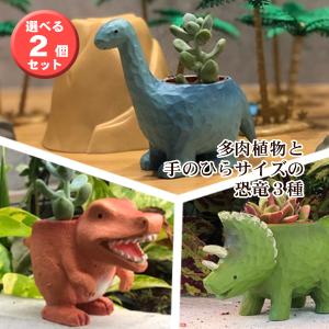 花のギフト社 多肉植物 鉢植え 多肉 トリケラトプス ティラノサウルス