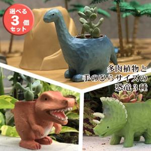 多肉植物❤️スモールサークル❤️3頭9cm!実生拔キ苗！ 多肉植物❤️スモールサークル❤️3頭9cm!実生拔キ苗！ 多肉植物❤️