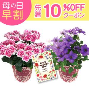 母の日 花 ギフト 早割 クレマチス アジサイ プリンセスリング 栃木県限定生産 5号鉢 鉢花 鉢植え 母の日プレゼント 人気 定番 おすすめ 母の日花