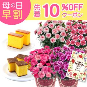 母の日 プレゼント 2026 花 ギフト カーネーション 鉢植え 花鉢 5号 鉢 鉢植 お花 鉢花 スイーツ 花とスイーツ おしゃれ 5号鉢 お菓子 文明堂 カステラ