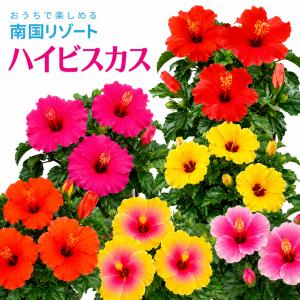 ハイビスカス 鉢植え 鉢花 花鉢 夏の花 ギフト プレゼント フラワーギフト お祝い 誕生日 開店祝い 引越し祝い 南国風 色鮮やか
