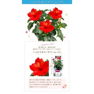 ハイビスカス 鉢植え 鉢花 花鉢 夏の花 ギフ...の詳細画像2
