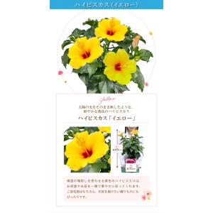 ハイビスカス 鉢植え 鉢花 花鉢 夏の花 ギフ...の詳細画像5