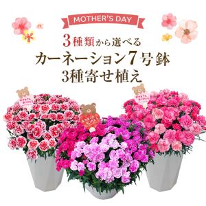 母の日 プレゼント 2024 花 ギフト カー...の詳細画像1