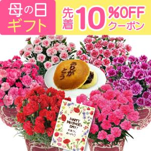 母の日 プレゼント 花 母の日ギフト 2026 ギフト カーネーション 鉢植え 花鉢 おしゃれ 5号 鉢 鉢植 お花 鉢花 ギフトランキング 5号鉢 どら焼き 60代 70代 80代