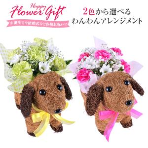 わんわん アレンジメント ギフト プレゼント 花 誕生日 お祝い お花 カーネーション 生花 アレンジ 母の日 父の日 贈り物 フラワーギフト