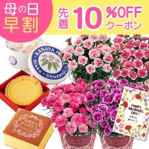 母の日 プレゼント 2026 花 ギフト カーネーション 鉢植え 花鉢 5号 鉢 鉢植 お花 鉢花 スイーツ 花とスイーツ おしゃれ 5号鉢 お菓子 文明堂 カステラ
