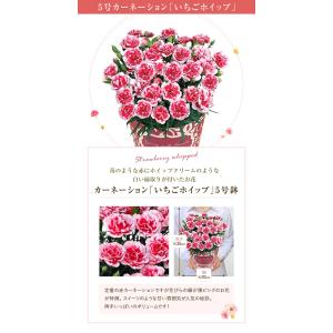 母の日 プレゼント 2026 花 ギフト カー...の詳細画像3