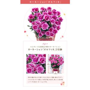 母の日 プレゼント 2026 花 ギフト カー...の詳細画像4