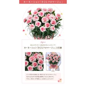 母の日 プレゼント 2026 花 ギフト カー...の詳細画像5