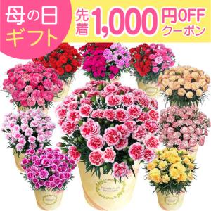 母の日 プレゼント 2024 花 ギフト カーネーション 鉢植え 花鉢 おしゃれ 6号 鉢 鉢植 お花 鉢花 ギフトランキング 6号鉢 60代 70代 80代