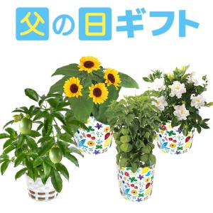 父の日 花 2024 プレゼント ギフト 鉢植え ひまわり ガーデニア ほおずき パッションフルーツ カランコエ 父の日プレゼント 鉢花 花鉢 果樹