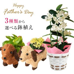 茶道具 短冊掛 花入掛 野立傘用 歌花筒 白竹 茶道 : 茶道具いまや静香