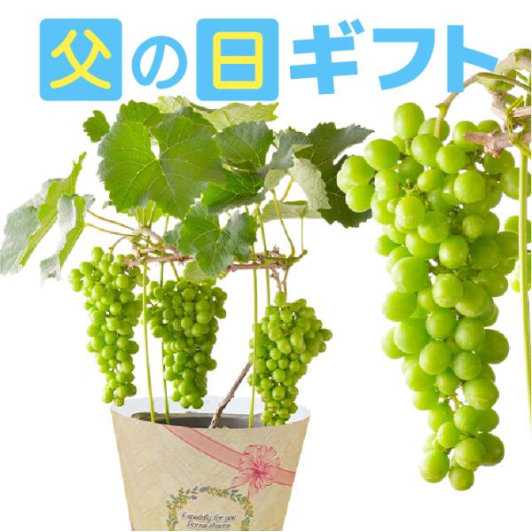 父の日 ギフト ブドウ鉢植え ぶどう鉢植え 葡萄鉢植え ブドウの木 葡萄の木 ぶどうの木 果物の木 ...