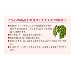 父の日 ギフト ブドウ鉢植え ぶどう鉢植え 葡...の詳細画像4