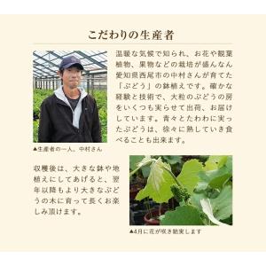 父の日 ギフト ブドウ鉢植え ぶどう鉢植え 葡...の詳細画像5