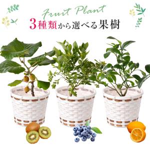 レモン ブルーベリー キウイフルーツ 鉢植え プレゼント ギフト 花 果樹鉢 苗木 実付き 果樹 果物 誕生日 お祝い ご自宅用 レモンの木 ブルーベリーの木｜花のギフト社OnlineShop