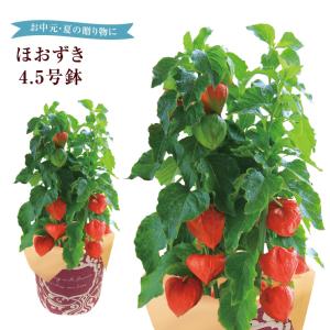 ほおずき 鉢植え ホオズキ ほおずき市 お盆 花 苗 鉢花 花鉢 フラワーギフト 中元 誕生日 花 プレゼント お供え 初盆 ほおずき鉢植え 花のギフト社