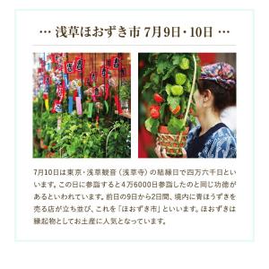 ほおずき 鉢植え ホオズキ ほおずき市 お盆 ...の詳細画像2