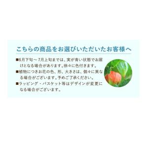 ほおずき 鉢植え ホオズキ ほおずき市 お盆 ...の詳細画像3