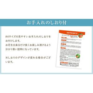 ほおずき 鉢植え ホオズキ ほおずき市 お盆 ...の詳細画像4