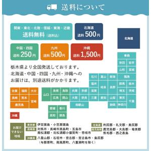 ほおずき 鉢植え ホオズキ ほおずき市 お盆 ...の詳細画像5