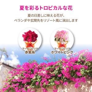 ブーゲンビリア 鉢植え 鉢花 花鉢 夏の花 ギ...の詳細画像1
