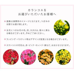 ガジュマル カランコエ 観葉植物 花 プレゼン...の詳細画像5