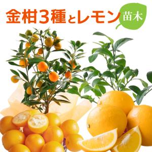 金柑 レモン 鉢植え きんかん 苗木 実付 花 ...の商品画像
