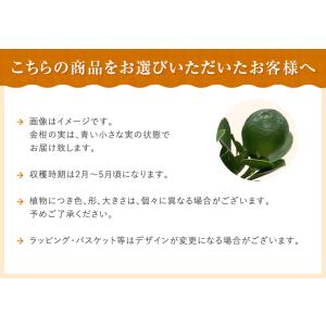 金柑 レモン 鉢植え きんかん 苗木 実付 花...の詳細画像5