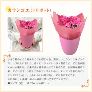 敬老の日 プレゼント 花 ギフト 敬老 メッセ...の詳細画像2
