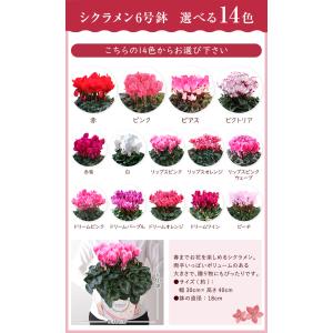 シクラメン 6号鉢 花 ギフト プレゼント お...の詳細画像1