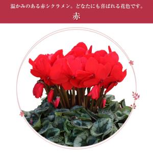 シクラメン 6号鉢 花 ギフト プレゼント お...の詳細画像2
