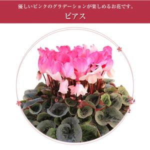 シクラメン 6号鉢 花 ギフト プレゼント お...の詳細画像4