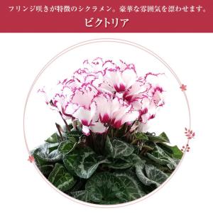 シクラメン 6号鉢 花 ギフト プレゼント お...の詳細画像5