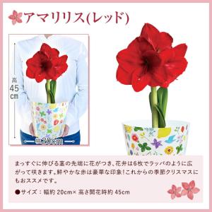 デンドロビューム 花 ガーデニング の商品一覧 通販 Yahoo ショッピング