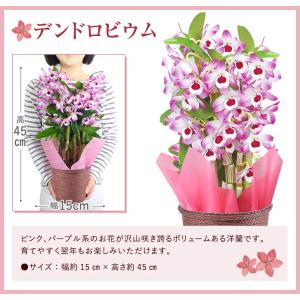 デンドロビューム 花 ガーデニング の商品一覧 通販 Yahoo ショッピング