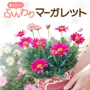 マーガレット 花 鉢花 花鉢 鉢植え 5号 ギフト 誕生日 お祝い プレゼント 可愛 フラワーギフト ホワイトデー お返し 卒業 入学 贈り物 ピンク プレゼント