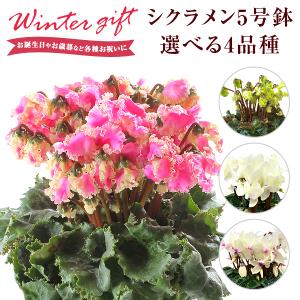 日本花キ流通 予約販売 カンガルーポー ファイヤー アニゴザントス 5号