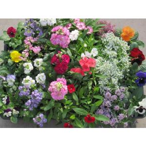 メキシコ亀甲竜　ディオスコレア　マクロスタチア　発根済み コーデックス：メキシコ亀甲竜 ディオスコレア マクロスタチア