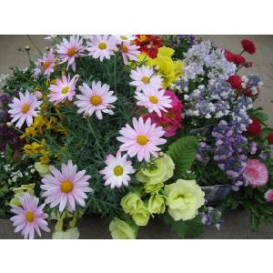 季節の花苗24個セット 春まで楽しめる 【送料...の詳細画像1