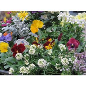 季節の花苗24個セット 春まで楽しめる 【送料...の詳細画像2
