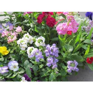 季節の花苗24個セット 春まで楽しめる 【送料...の詳細画像3