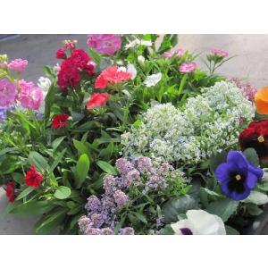 季節の花苗24個セット 春まで楽しめる 【送料...の詳細画像4