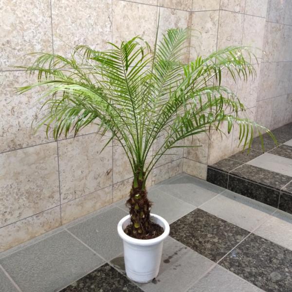 観葉植物 植木 チビヤシ フェニックス ロベレニー 8号