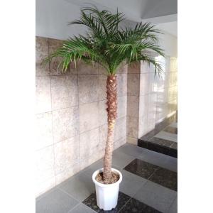 観葉植物 ヤシ フェニックス・ロベレニー 220cm前後 ＊会社・店舗・病院等は送料1000円割引あ...