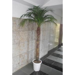 ココスヤシ 10号 耐寒性観葉植物 スクエアデザイン鉢植え リゾート