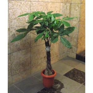 観葉植物 ウチワサボテン オプンチア 8号鉢株 大型 多肉植物