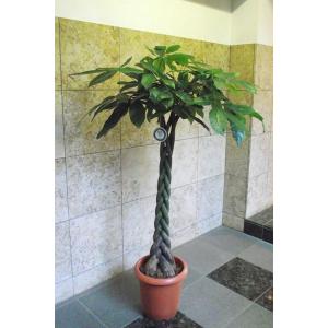 植物・植木 本物のもみの木（樅の木／モミの木）鉢植え 130cm 10号